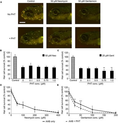 PI3K and Inhibitor of Apoptosis Proteins Modulate Gentamicin- Induced Hair Cell Death in the Zebrafish Lateral Line